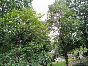 绿意盎然的树林景观