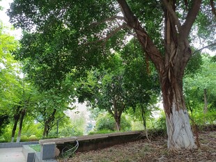 公园中葱郁大树景观