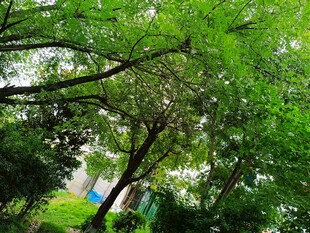 绿荫下的葱郁树林