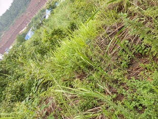 野外繁茂的绿色植物景观
