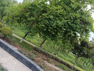 公园绿树成荫的步道景观