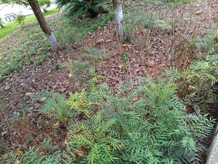 户外地面绿植与树木景观