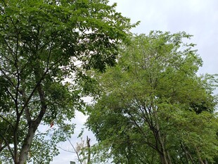 林间绿意盎然的树木景观