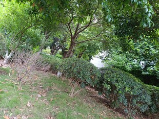 绿意盎然的庭院绿植景观