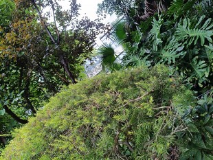 绿意盎然的植物景观
