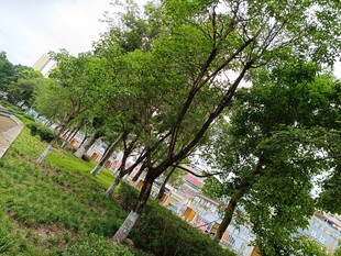 绿树成荫的户外风景