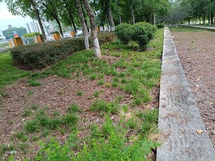 路边草地与树木景观