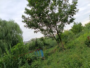 野外绿意盎然的树木与草地