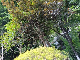 绿意盎然的园林植物景观