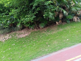 路边绿植景观