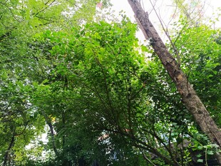 茂密树林中的高大树木