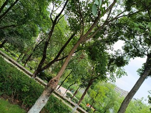 夏日林荫道风景