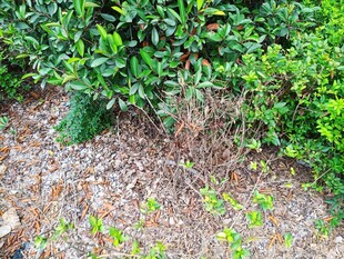 地面绿植与枯叶景象