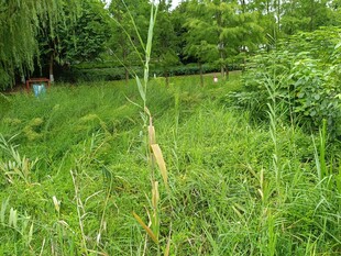 野外繁茂的绿色草地景象