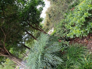 繁茂绿植景观