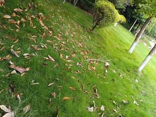 草地散落枯叶秋景图