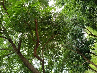 繁茂绿树