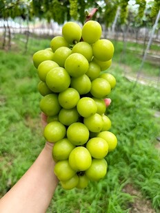 葡萄