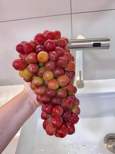 葡萄