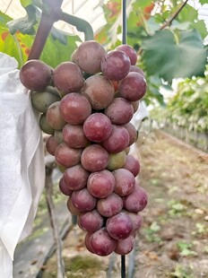 葡萄栽培