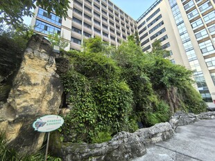 城市中生机盎然的绿植墙