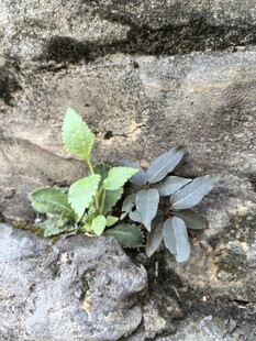 石缝中生长的顽强小植物