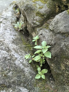 石缝中生长的嫩绿植物