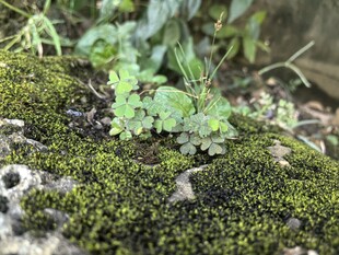 苔藓上的小绿植与碎石