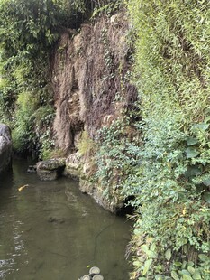 山间溪流旁的葱郁景致