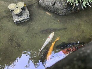 池塘锦鲤伴石景