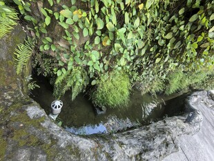 山间清泉旁的葱郁绿植