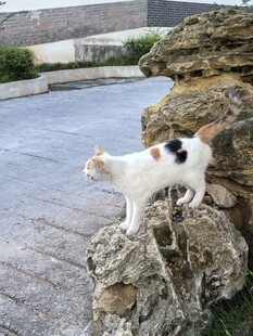 石上三色猫