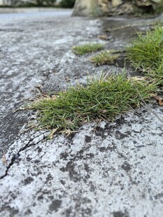 水泥缝隙中生长的小草