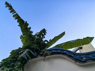 屋顶绿植与装饰造型