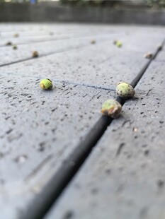 地面散落的绿色小果实
