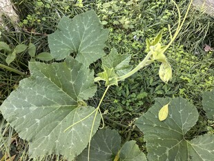 南瓜植株与花朵特写