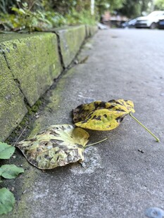 路边斑驳落叶的秋日景象