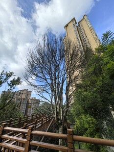 城市中木质栈道旁的景致