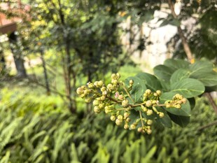 绿叶间的黄色小花