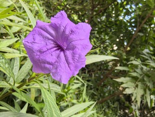 紫色单朵花特写