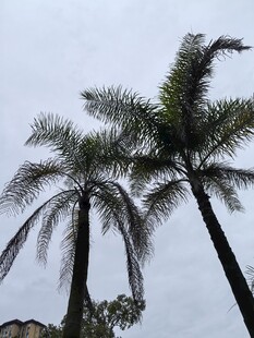 挺拔的棕榈树