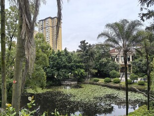 湖畔绿植环绕的静谧景致