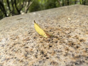 石上独叶