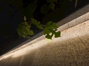 夜间墙边绿植光影特写