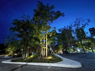 夜晚公园的静谧树木景观