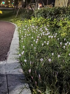 小径旁绽放的清新白色小花