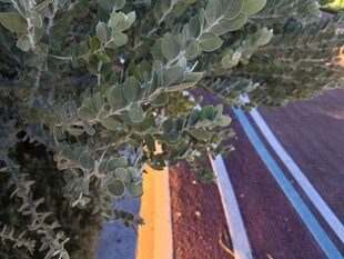 灯光照射的绿植