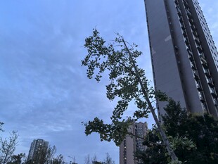 城市中挺拔的树木与高楼