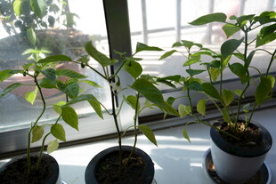 窗台上的绿植盆栽