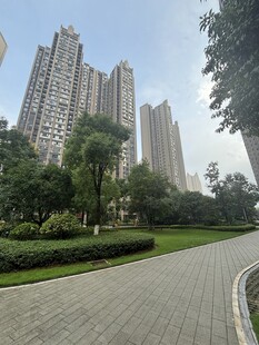 城市中的林荫步道与高楼